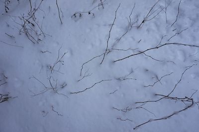 Full frame shot of bare tree