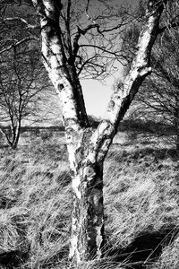 Bare tree on landscape against sky