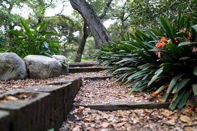 Stone steps in park