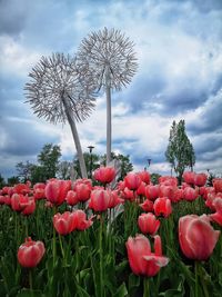 Close-up of red flowering plants on field against sky