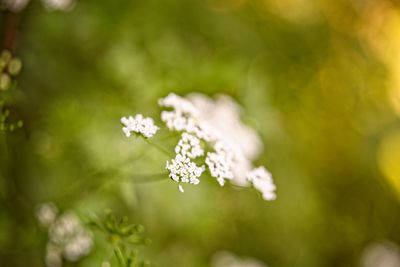 Close-up of white flowering plant