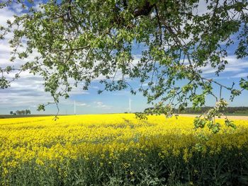 Scenic view of oilseed rape field