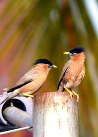 Close-up of bird perching on railing