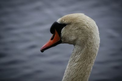 Close-up of swan swimming on lake