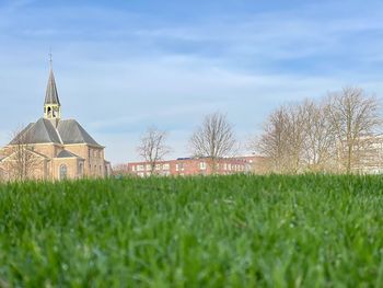 Grass growing with a church looking at it