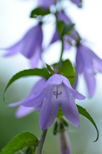 Close-up of purple flowers blooming