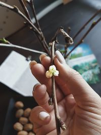 Close-up of hand holding fruit