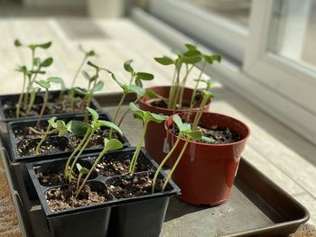 High angle view of potted plant