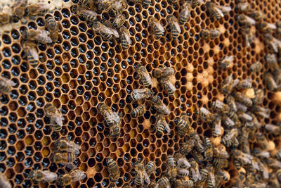 Close-up of bees