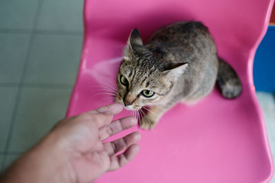 Close-up of hand holding cat