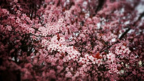 Pink flowers blooming on tree