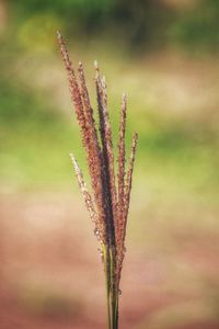 Close-up of stalks in field