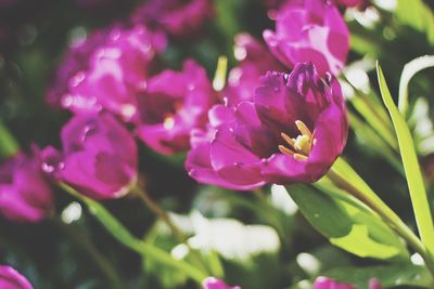 Close-up of purple flowers blooming outdoors