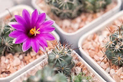 High angle view of pink flower in pot