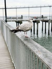 Close-up of bird perching on pier over river