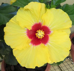 Close-up of yellow hibiscus blooming outdoors