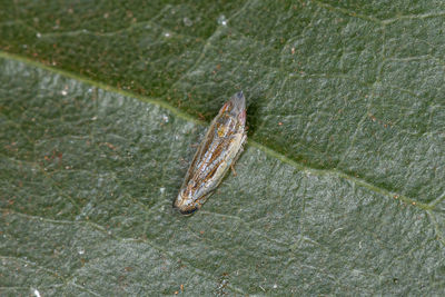 High angle view of insect on leaf