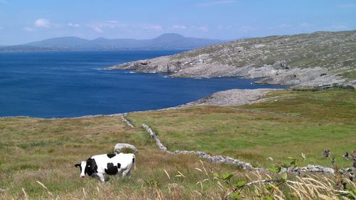 Cow on grassy field near sea