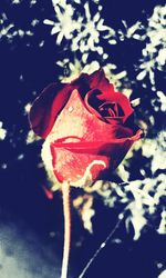 Close-up of red flower