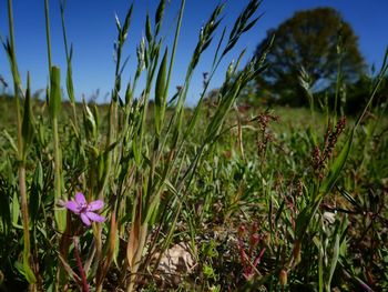 Close-up of flowering plants on field against sky