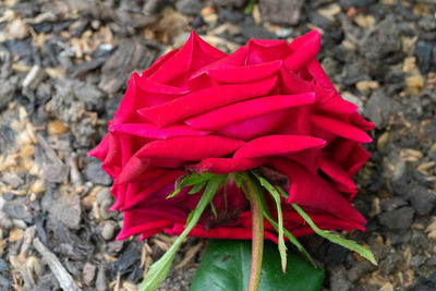 Close-up of red rose flower on field