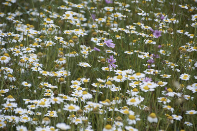 Carpet of flowers in the bright and warm spring, colors of nature