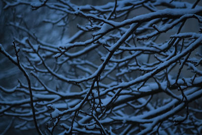 Close-up of bare tree branches during winter