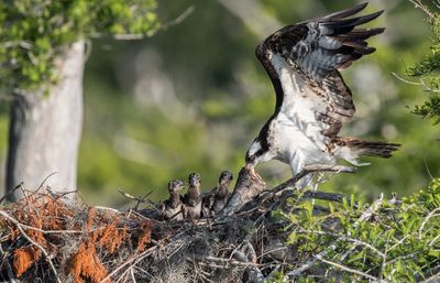 Bird feeding young animals in nest