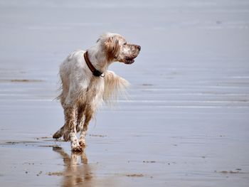 English setter running on beach