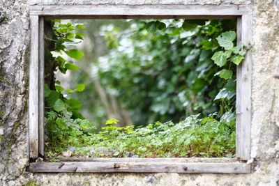 Close-up of ivy on window