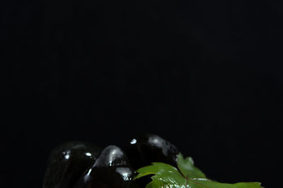 Close-up of fruits against black background