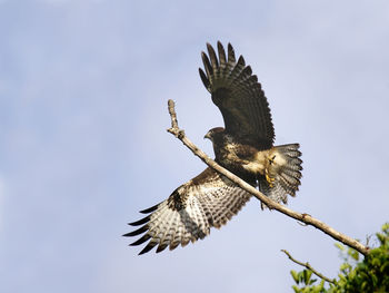 Low angle view of eagle flying against clear sky