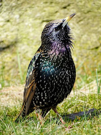 Close-up of a bird on grassland