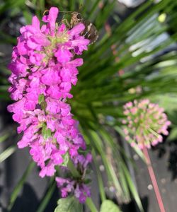 Close-up of purple flowering plant