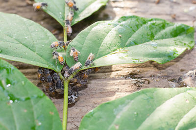 High angle view of wet leaves on plant