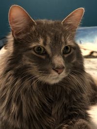 Close-up portrait of a cat