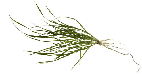 Close-up of plant against white background