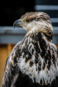 Close-up of eagle