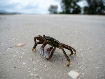 Close-up of spider on beach