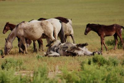 Cows grazing on field