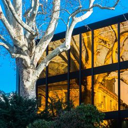 Low angle view of tree against building