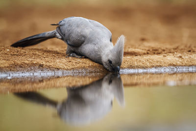 Close-up of bird in lake