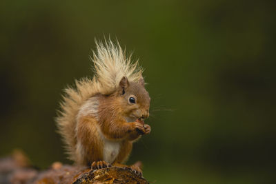 Close-up of squirrel