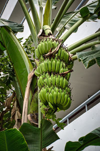 Closeup of a bunch of green unripe bananas on banana tree in bangkok