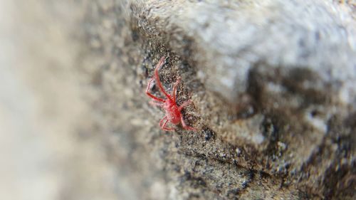 Close-up of red crab on sea