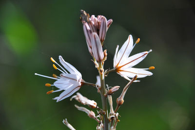 Close-up of white flowering plant