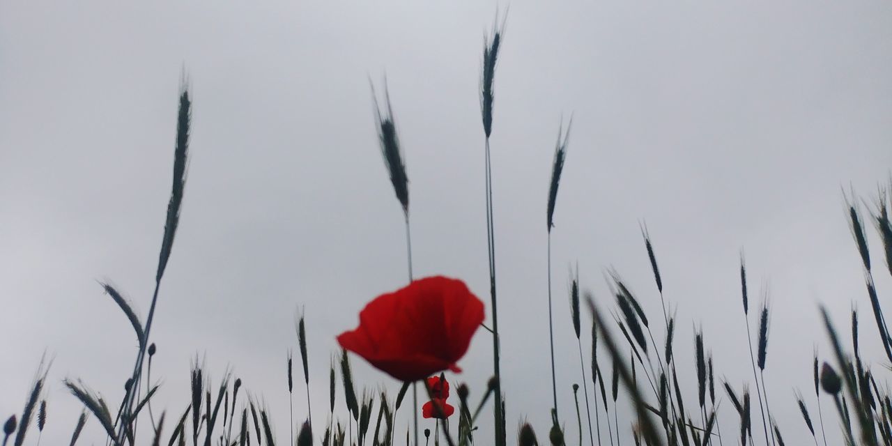 plant, red, beauty in nature, nature, flower, growth, flowering plant, poppy, no people, sky, freshness, fragility, petal, close-up, day, inflorescence, outdoors, tranquility, plant stem, land, field, flower head, grass, focus on foreground