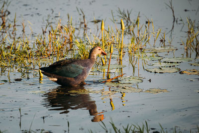 Duck swimming in a lake