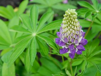 Close-up of flowers blooming outdoors