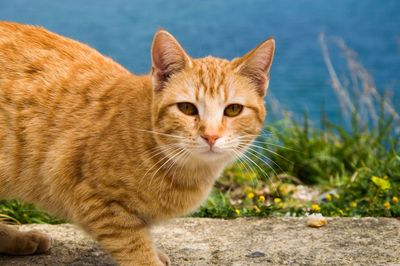 Close-up portrait of cat